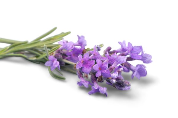 lavender-image-for-products