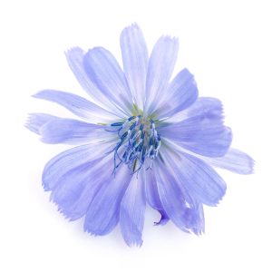 Chicory-image-for-products