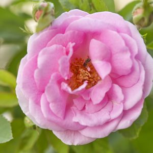 Damask-rose-image-for-products