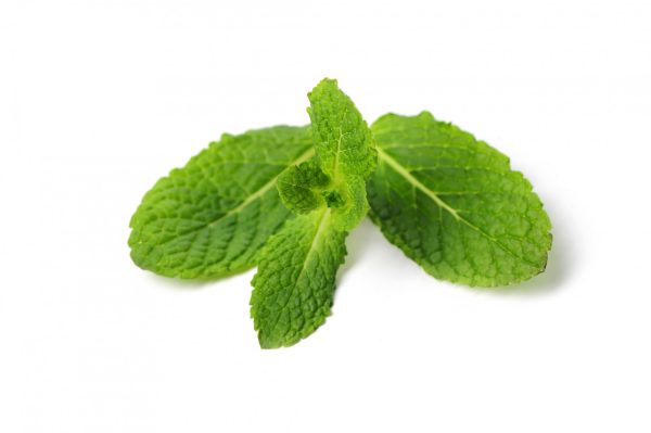 Nettle-image-for-products