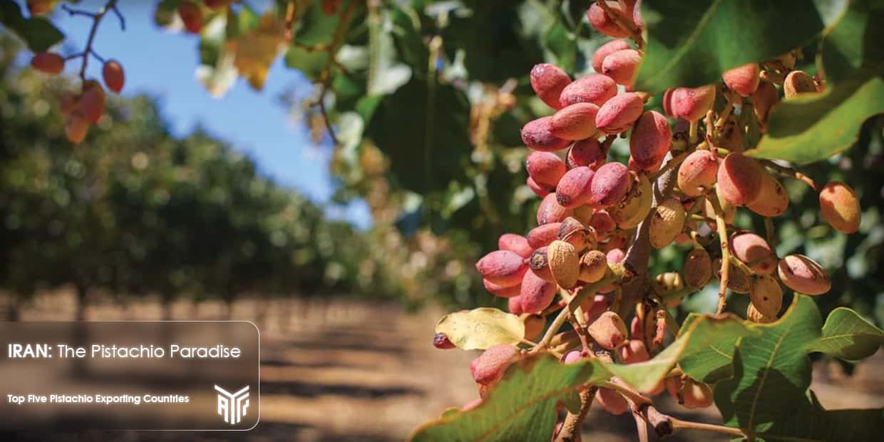 Iran is one of the biggest exporters of pistachios in the world